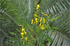 Sophora interrupta